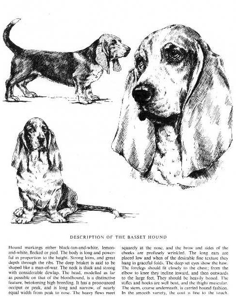 Basset Hound Sketch - Country Life