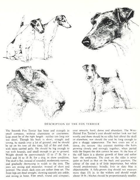 Fox Terrier Sketch - Country Life