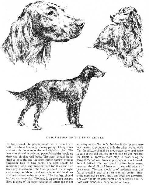 Irish Setter Sketch - Country Life