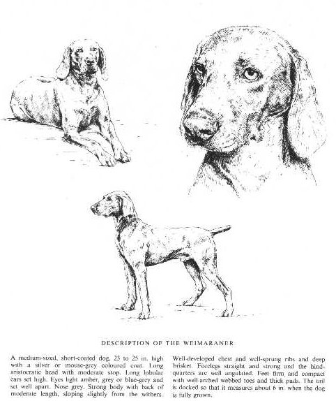 Weimaraner Sketch - Country Life